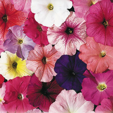 Petunia Celebrity Mix F1 Seed