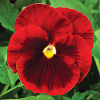 Pansy Delta Premium Blotch Mix F1 Seed