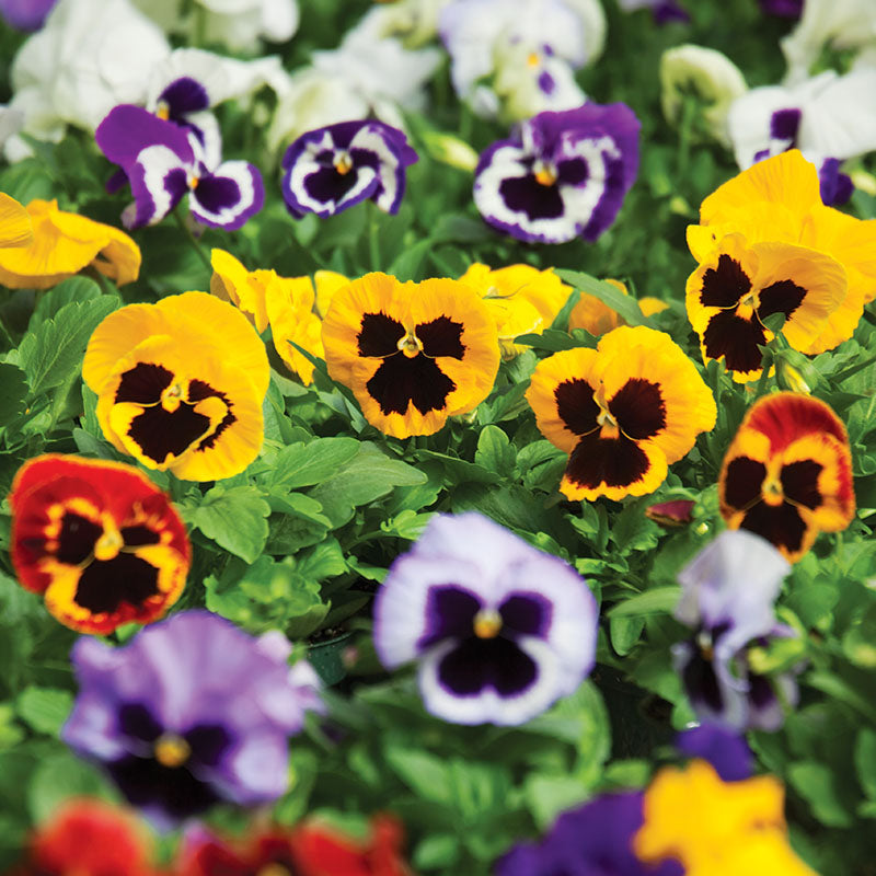 Pansy Delta Premium Blotch Mix F1 Seed