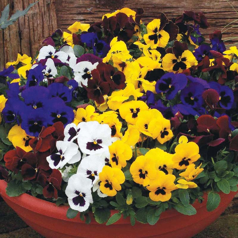 Pansy Delta Premium Blotch Mix F1 Seed