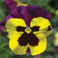 Pansy Delta Premium Blotch Mix F1 Seed