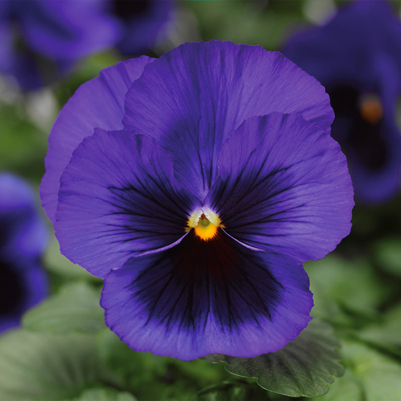 Pansy Delta Premium Blotch Mix F1 Seed