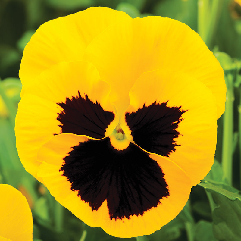 Pansy Delta Premium Blotch Mix F1 Seed