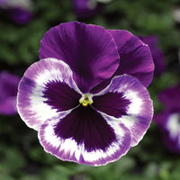 Pansy Delta Premium Blotch Mix F1 Seed