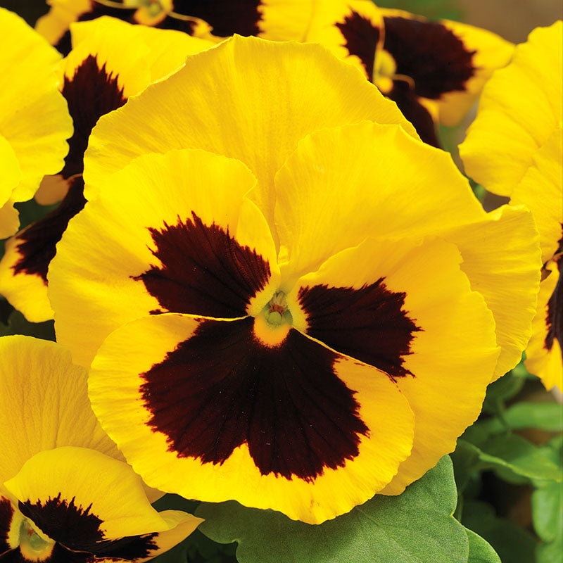 Pansy Delta Premium Blotch Mix F1 Seed