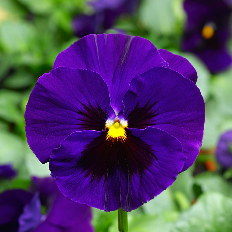 Pansy Delta Premium Blotch Mix F1 Seed