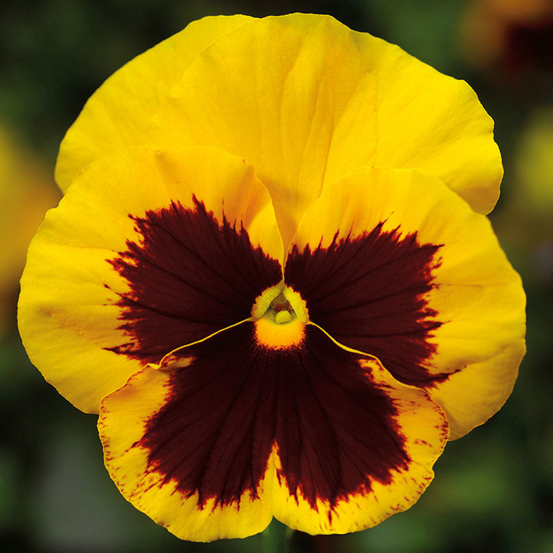 Pansy Delta Premium Blotch Mix F1 Seed