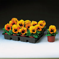 Pansy Delta Premium Blotch Mix F1 Seed