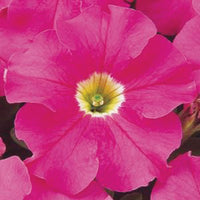 Petunia Dreams Pink F1 Seed