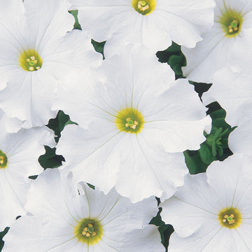 Petunia Dreams White F1 Seed