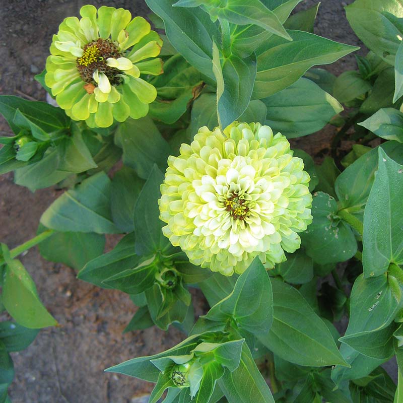 Zinnia Benary's Giant Lime Seed