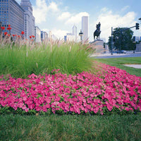 Petunia Wave Pink F1 Seed