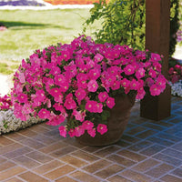 Petunia Wave Pink F1 Seed