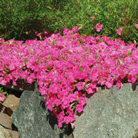 Petunia Wave Pink F1 Seed