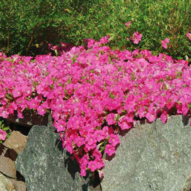 Petunia Wave Pink F1 Seed