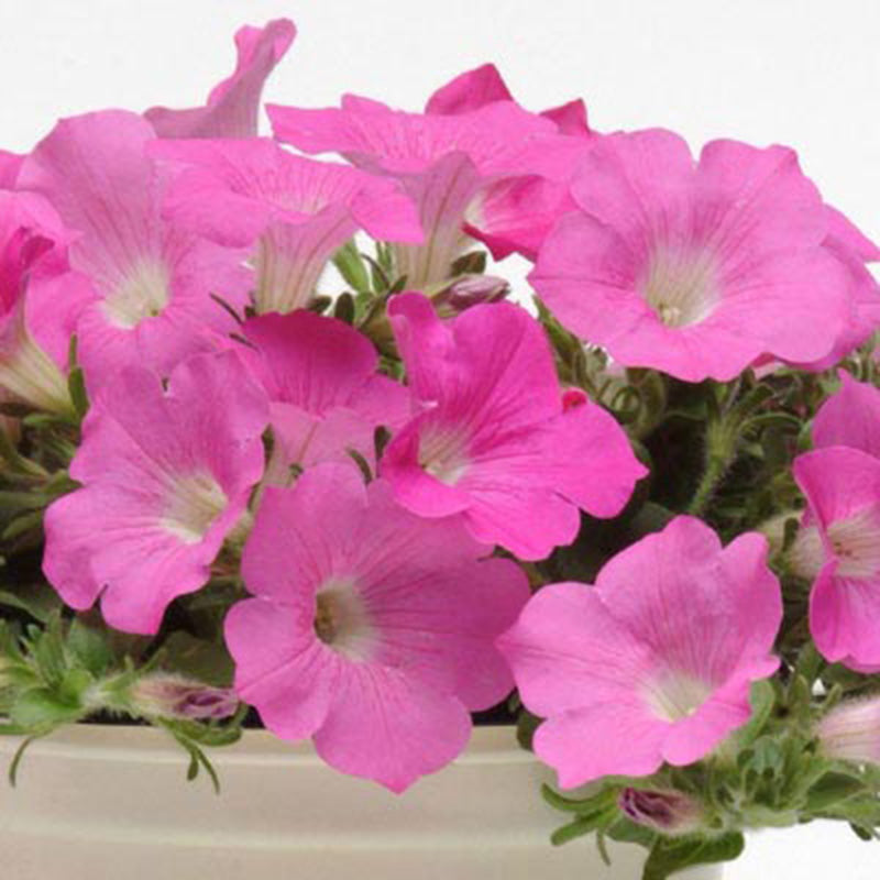 Petunia Wave Pink F1 Seed