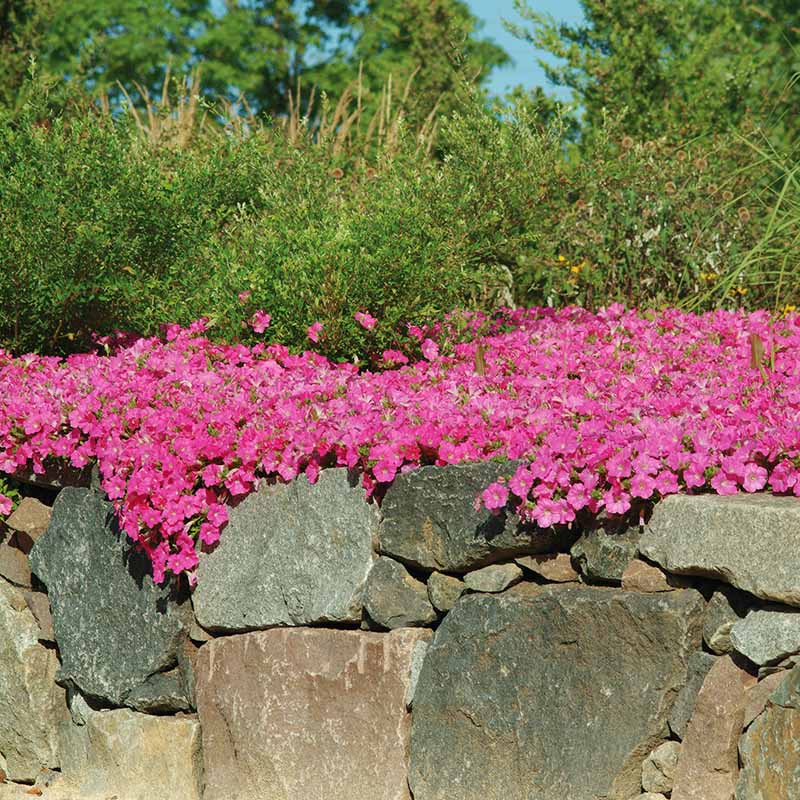 Petunia Wave Pink F1 Seed