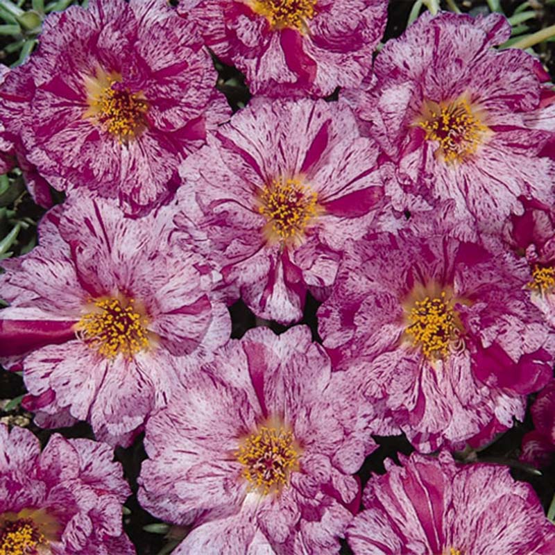 Portulaca Sundial Mix Seed