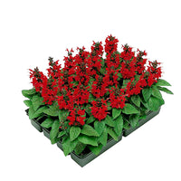 Salvia Lady In Red Seed