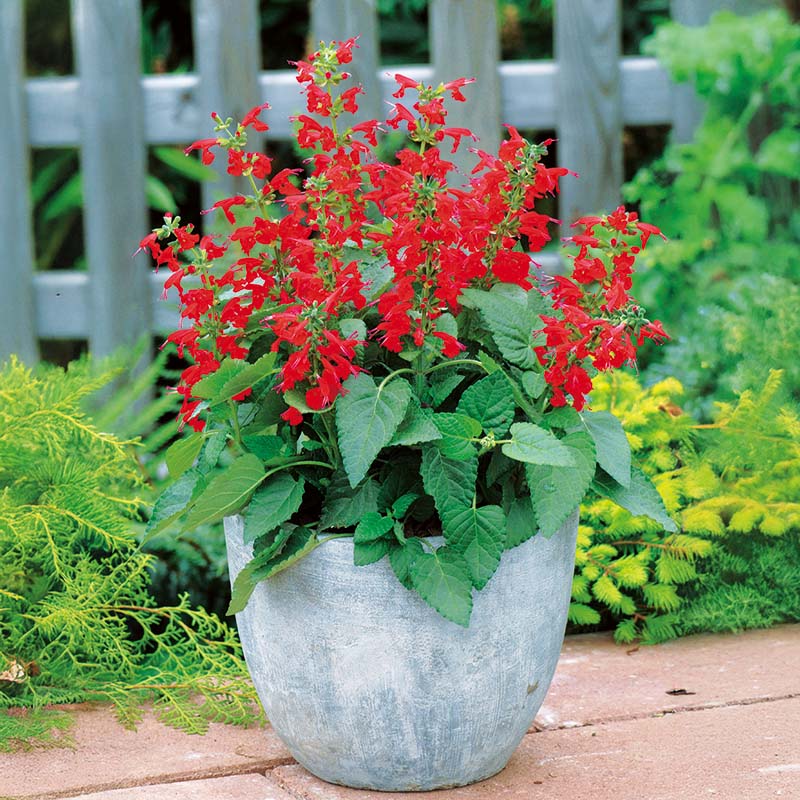 Salvia Lady In Red Seed