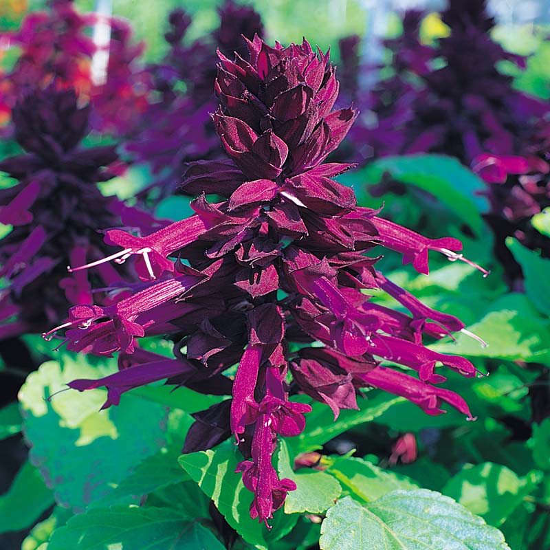 Salvia Sizzler Purple Seed