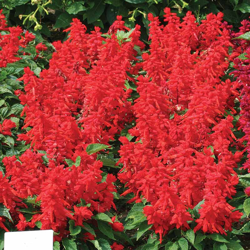 Salvia Sizzler Red Seed