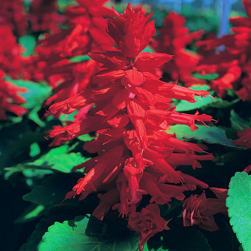 Salvia Sizzler Red Seed