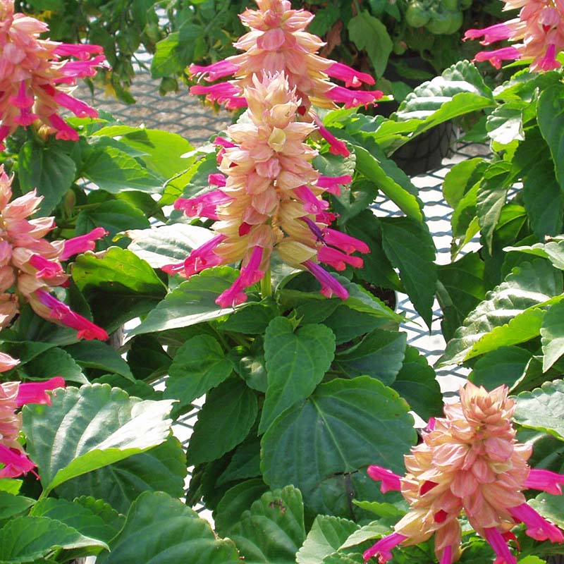 Salvia Sizzler Mix Seed