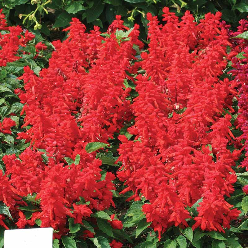 Salvia Sizzler Mix Seed