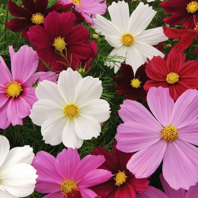 Cosmos Sonata Complete Mix Seed – Harris Seeds