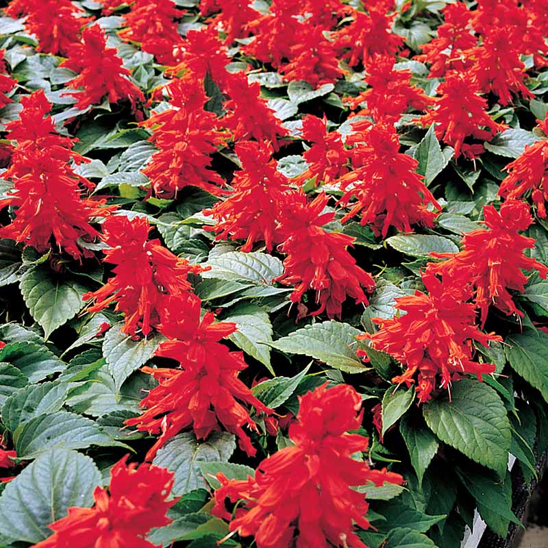 Salvia Vista Red Seed – Harris Seeds