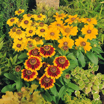 Rudbeckia Toto Mix Seed