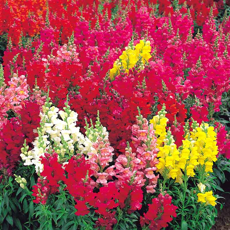 Snapdragon Sonnet Mix F1 Seed