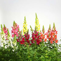 Snapdragon Sonnet Mix F1 Seed