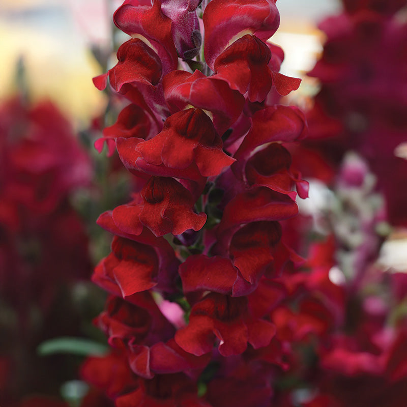 Snapdragon Rocket Red W Red Stem F1 Seed