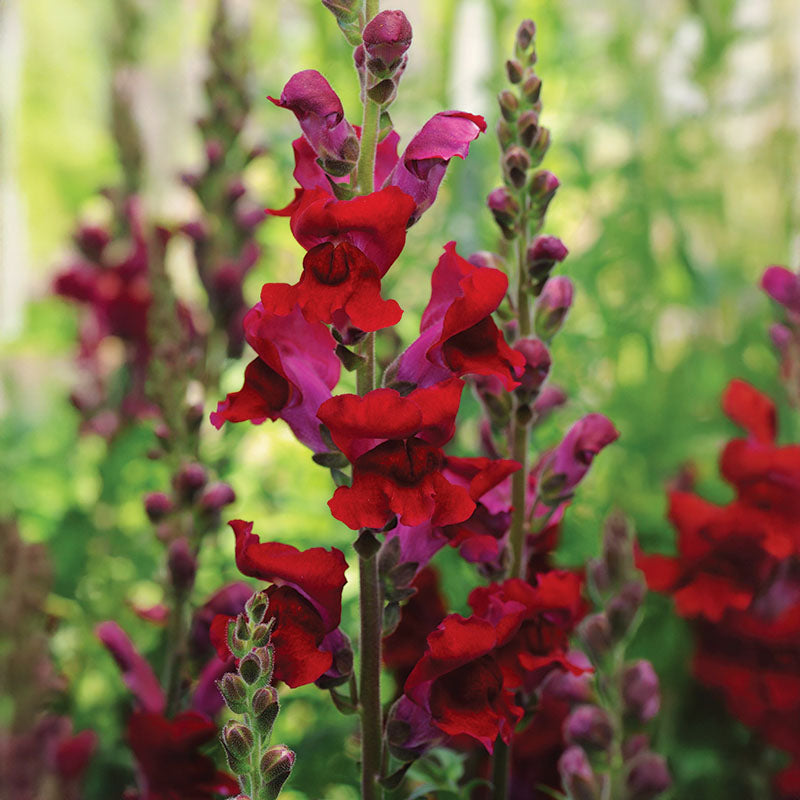 Snapdragon Rocket Red W Red Stem F1 Seed