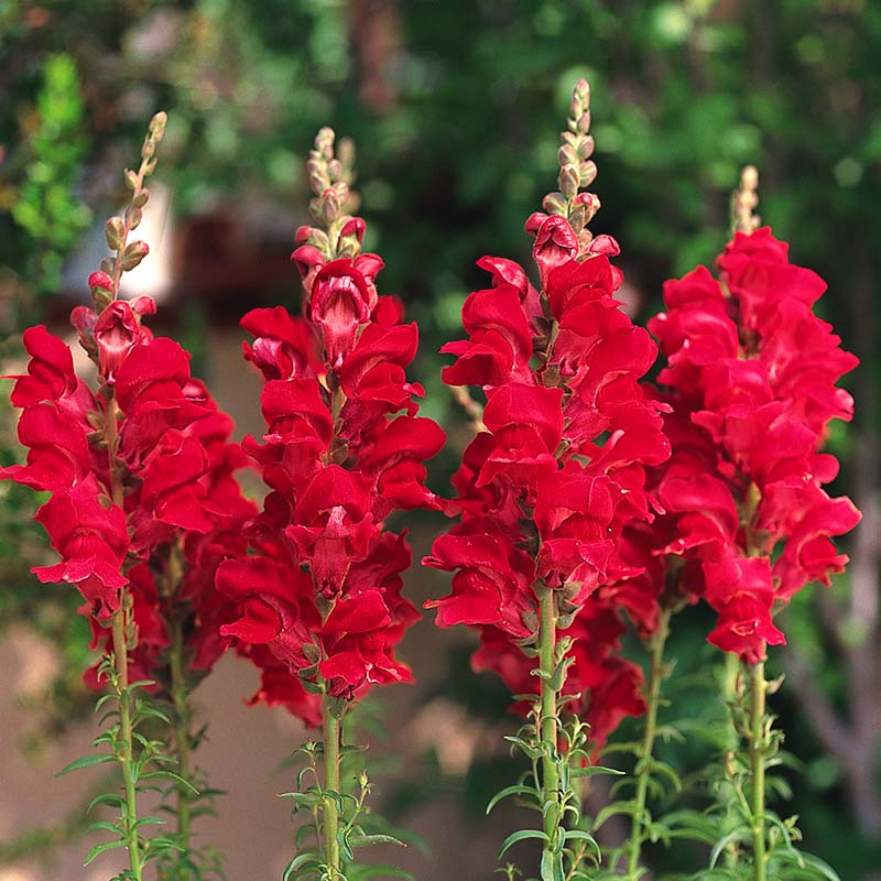 Snapdragon Rocket Red W Red Stem F1 Seed