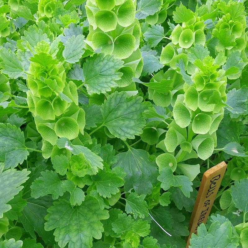 Molucella Bells of Ireland Seed