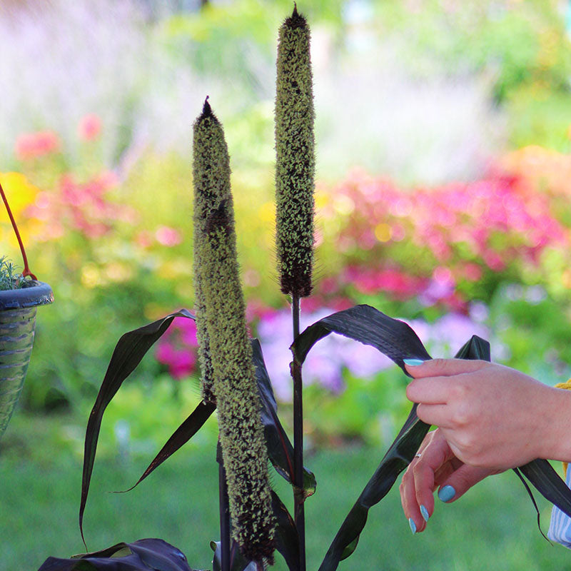 Ornamental Millet Purple Majesty F1 Seed