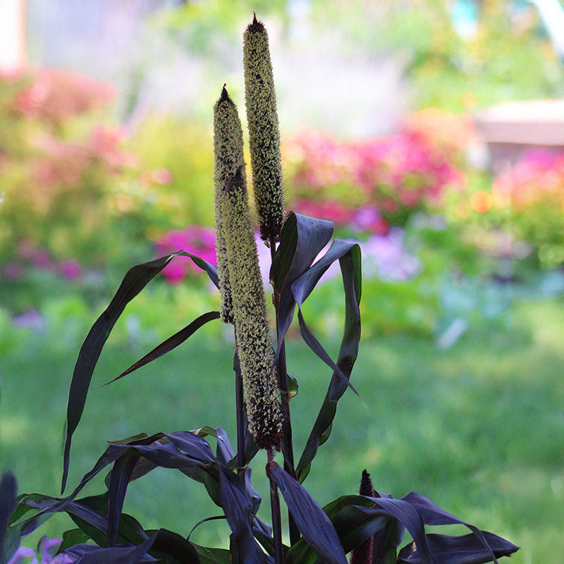 Ornamental Millet Purple Majesty F1 Seed