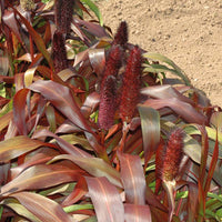 Ornamental Millet Purple Majesty F1 Seed