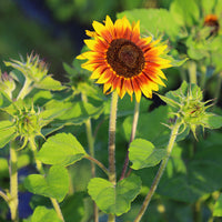 Sunflower Ring of Fire Seed