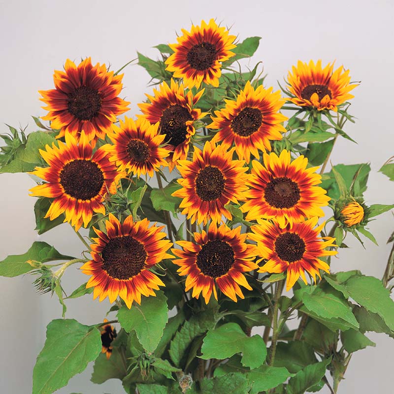 Sunflower Ring of Fire Seed