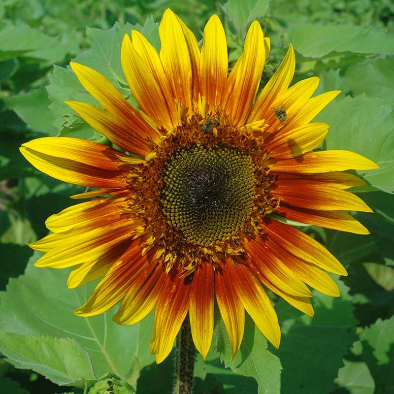 Sunflower Ring of Fire Seed