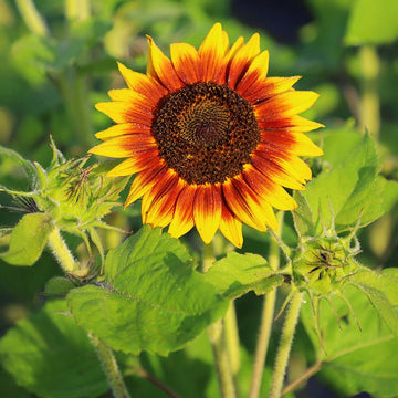 Sunflower Ring of Fire Seed