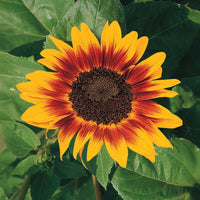 Sunflower Ring of Fire Seed