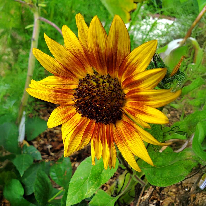 Sunflower Ring of Fire Seed