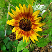 Sunflower Ring of Fire Seed