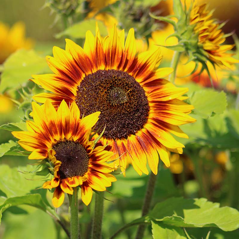 Sunflower Ring of Fire Seed