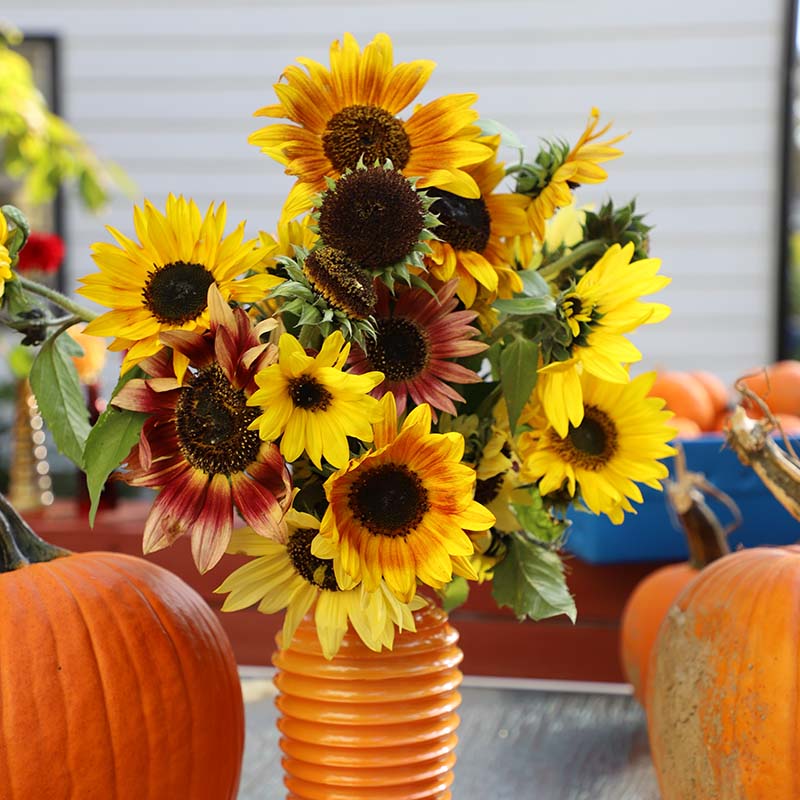 Sunflower Autumn Beauty Mixture Seed